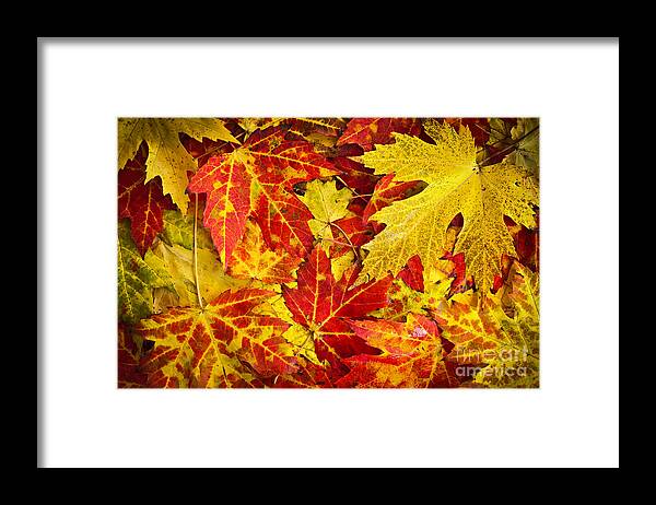 Leaves Framed Print featuring the photograph Fallen autumn maple leaves by Elena Elisseeva