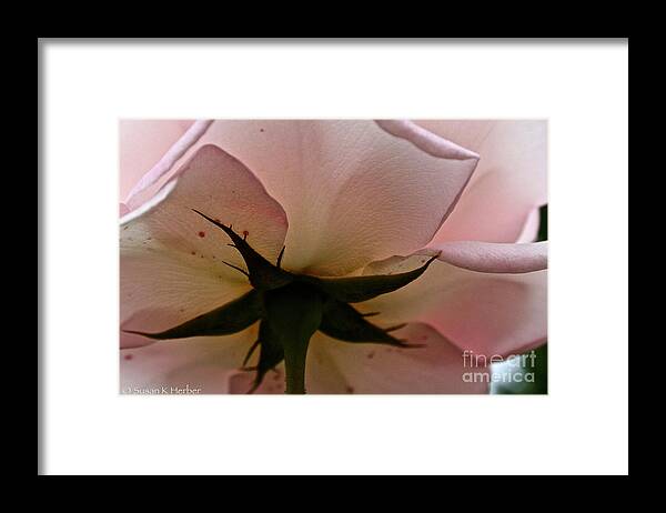 Floral Framed Print featuring the photograph Falling Back In Love by Susan Herber