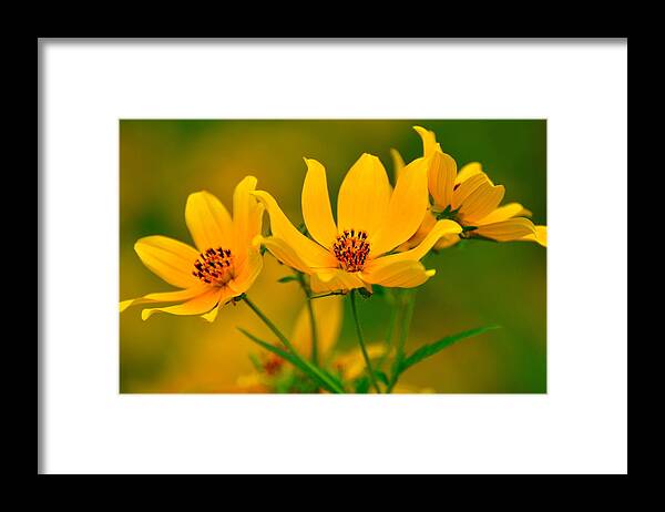 Flowers Framed Print featuring the photograph Falls Glory by Marty Koch