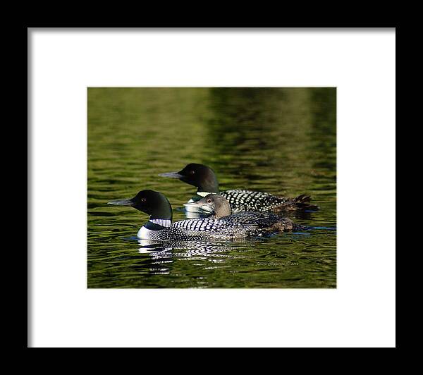Loons Framed Print featuring the photograph Family Swim by Steven Clipperton