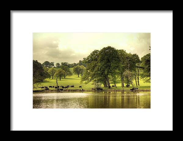 Cows Framed Print featuring the photograph Farm life by Gouzel -