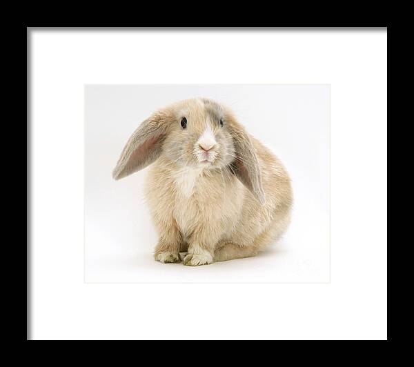Dwarf Lop Rabbit Framed Print featuring the photograph Fawn Dwarf Lop Rabbit by Jane Burton