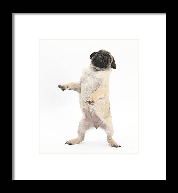 Dog Framed Print featuring the photograph Fawn Pug Pup by Mark Taylor