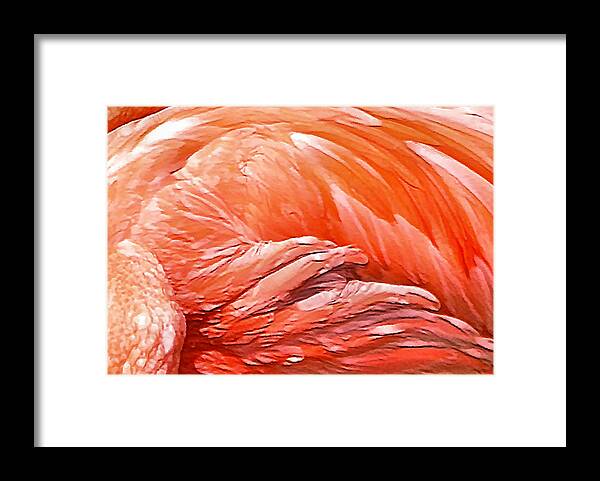 Orange Framed Print featuring the photograph Feather Delight by Kristin Elmquist