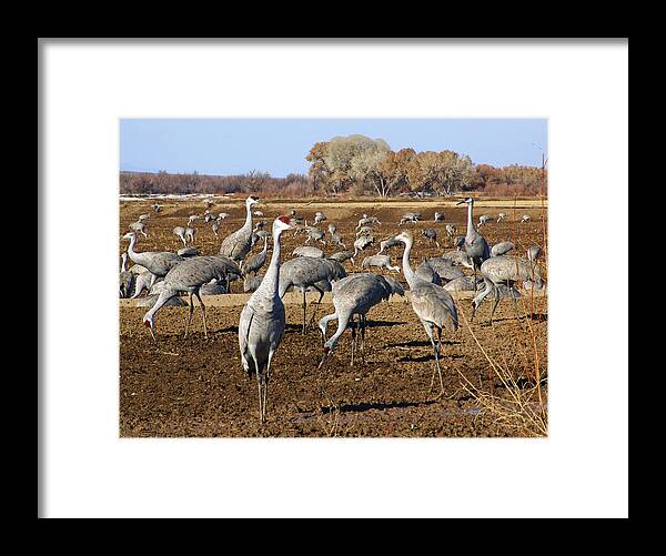 Birds Framed Print featuring the photograph Feeding Time Bosque Del Apache by Kurt Van Wagner