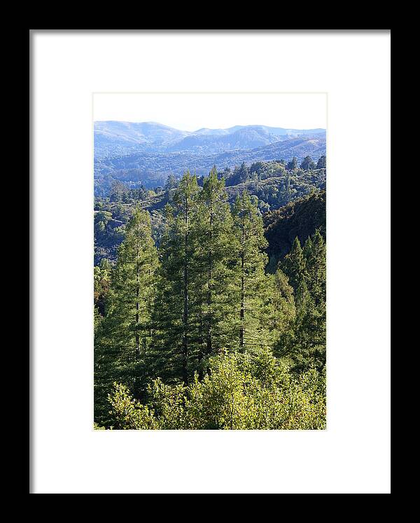 Redwoods On Mt Tamalpais Framed Print featuring the photograph Feeling Free on Mt Tamalpais by Ben Upham III