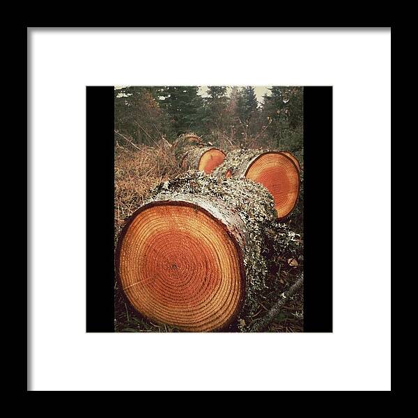 Felled Framed Print featuring the photograph Felled Tree by Adam Lawrence