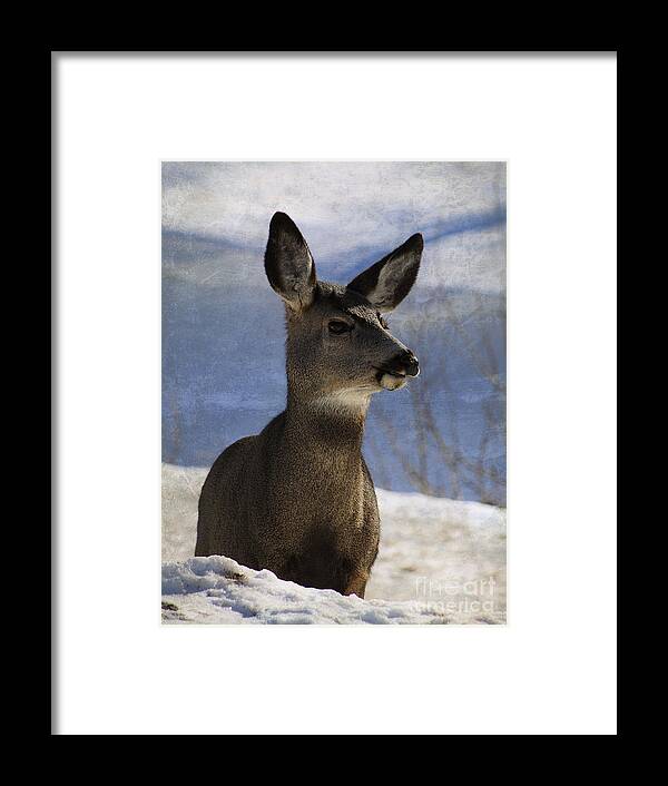 Deer Framed Print featuring the photograph Female Mule Deer by Alyce Taylor
