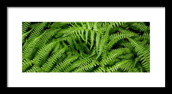 Ferns Framed Print featuring the photograph Ferns by Kim Galluzzo Wozniak