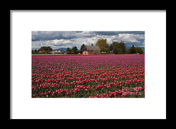 Tulip Framed Print featuring the photograph Field of Tulip Color by Mike Reid