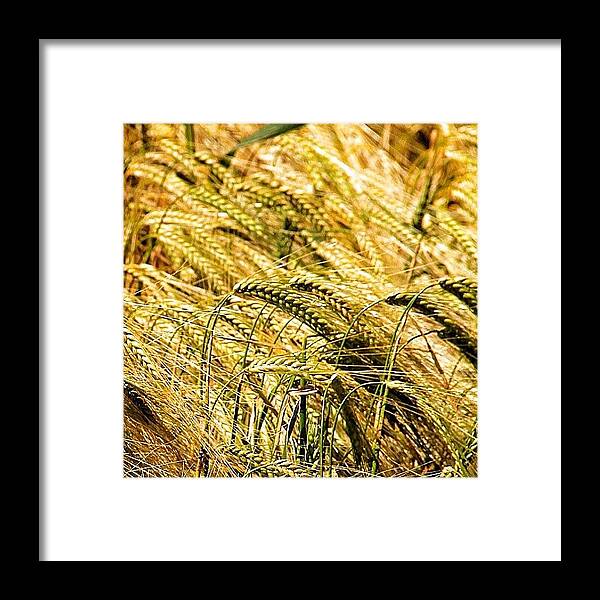 Love Framed Print featuring the photograph Fields Of Corn by Carl Milner