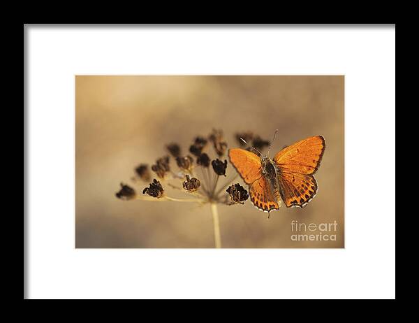 Orange Framed Print featuring the photograph Fiery Copper butterfly by Alon Meir 