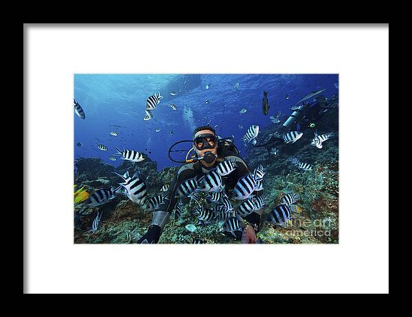 Diver Framed Print featuring the photograph Fijian Dive Guide Feeds A School by Terry Moore