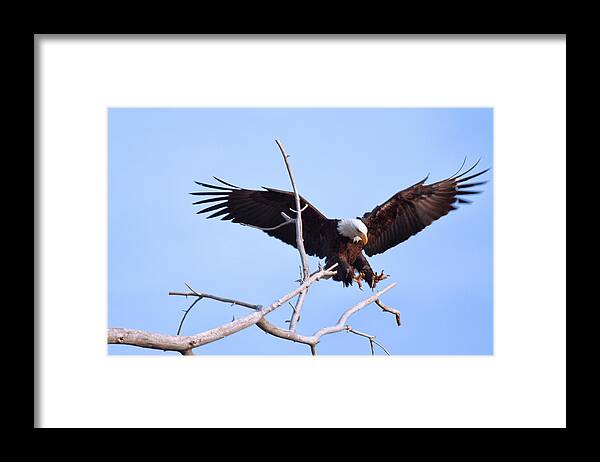 Eagle Framed Print featuring the photograph Final Approach by Jim Garrison