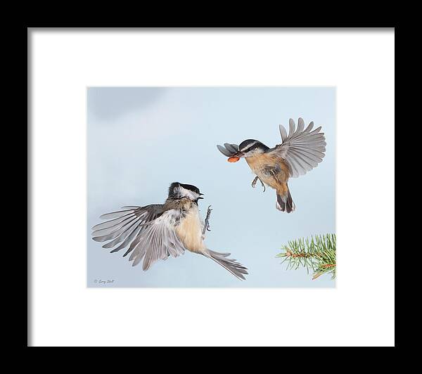 Nature Framed Print featuring the photograph Finders Keepers by Gerry Sibell