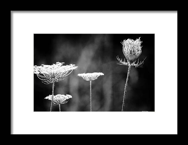 Wildflower Framed Print featuring the photograph Fine Lace by Penny Hunt