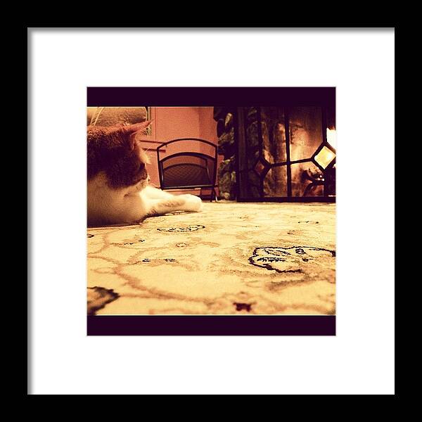 Cat Framed Print featuring the photograph Fireside by Lizzy M