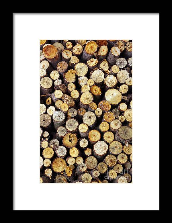 Autumn Framed Print featuring the photograph Firewood by Carlos Caetano