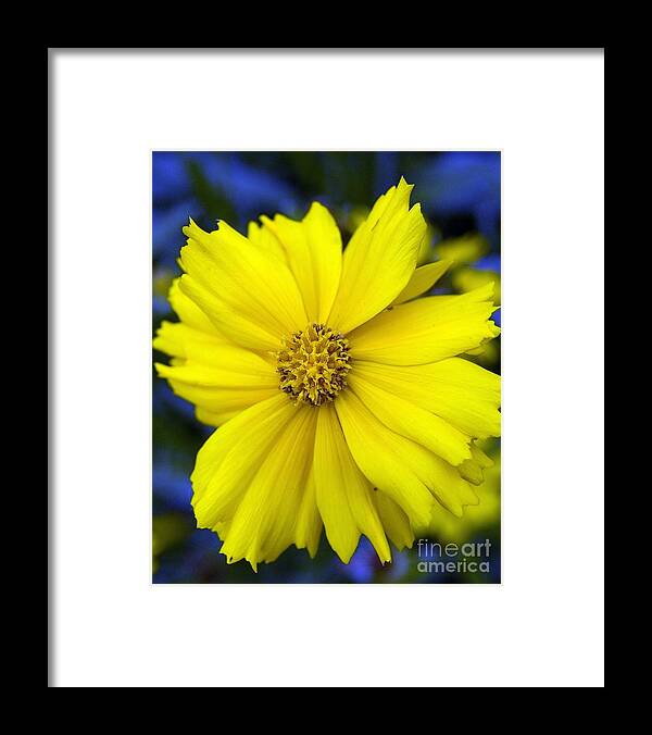 Yellow Framed Print featuring the photograph Firey Yellow Flower by Danielle Scott