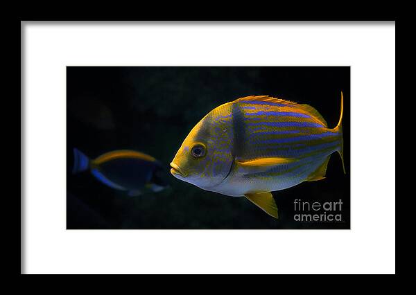 Fish Framed Print featuring the photograph Fish by Clare VanderVeen