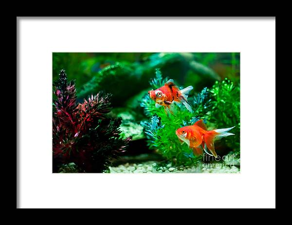 Fish Framed Print featuring the photograph Fish Tank by Matt Malloy