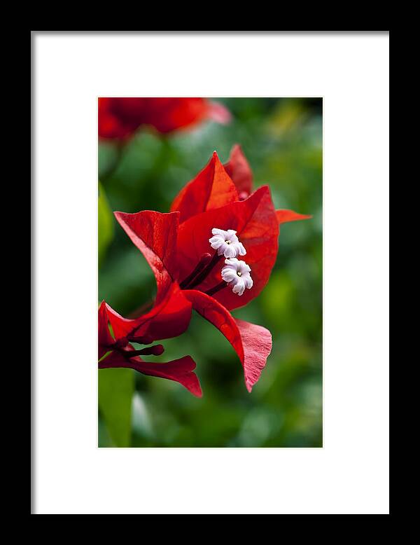 Arch Framed Print featuring the photograph Flame Red Bougainvillea II by Joe Carini - Printscapes