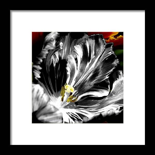 Beautiful Framed Print featuring the photograph Flaming Flower 1 by James Granberry