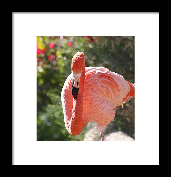 Flamingo Framed Print featuring the photograph Flamingo by Kim Galluzzo Wozniak