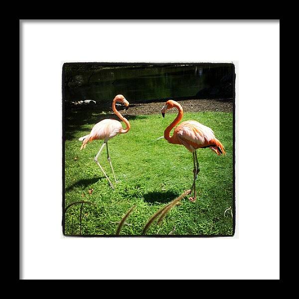  Framed Print featuring the photograph Flamingo Land by Melissa Held