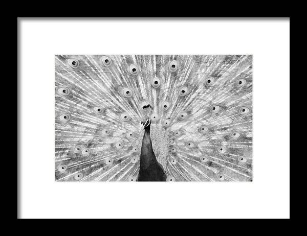 Zoo Framed Print featuring the mixed media Flaunting BW by Angelina Tamez