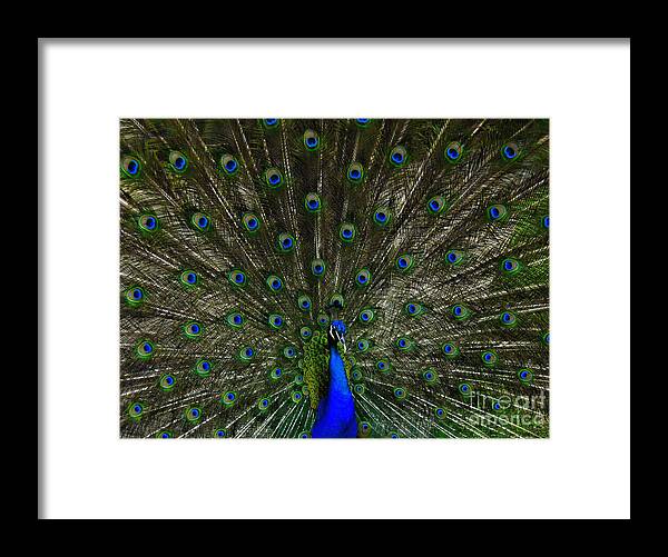 Peacock Framed Print featuring the photograph Flaunting the Colours by Elaine Manley