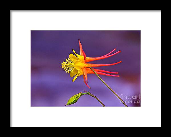 Flight Of Fancy Framed Print featuring the photograph Flight Of Fancy by Byron Varvarigos