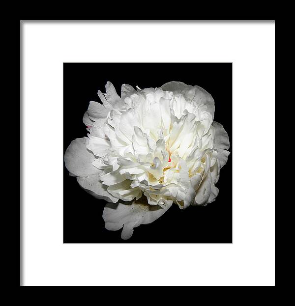 Peony Framed Print featuring the photograph Floating White Peony by Kim Galluzzo