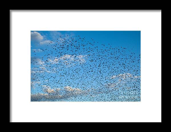 Animal Framed Print featuring the photograph Flock Of Cowbirds Molothrus Ater by Raul Gonzalez Perez