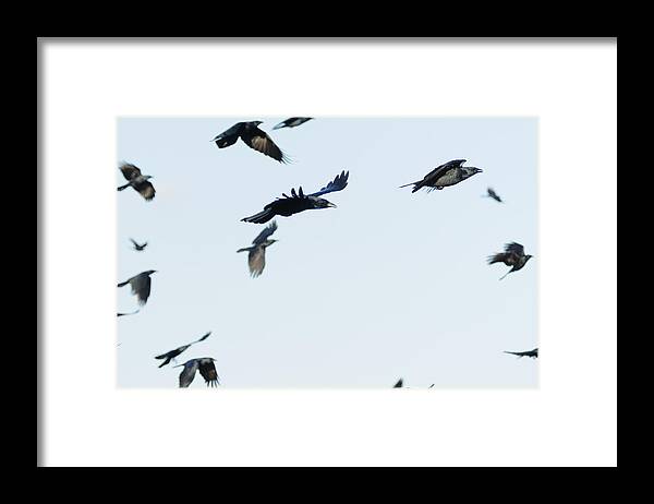 Flock Framed Print featuring the photograph Flock of crows by Bradford Martin