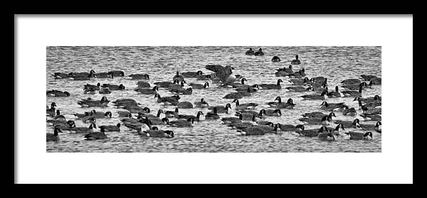 Flock Framed Print featuring the photograph Flockin' Around by Kevin Munro