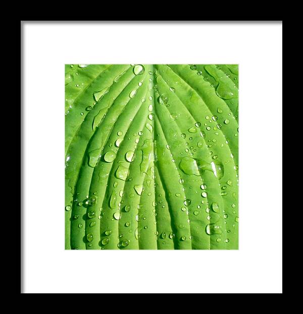 Hosta Framed Print featuring the photograph FLORA beads of water rolling of a Hosta leaf by William OBrien
