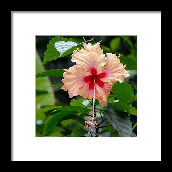Hibiscus Framed Print featuring the photograph FLORA Look at me I am out there by William OBrien