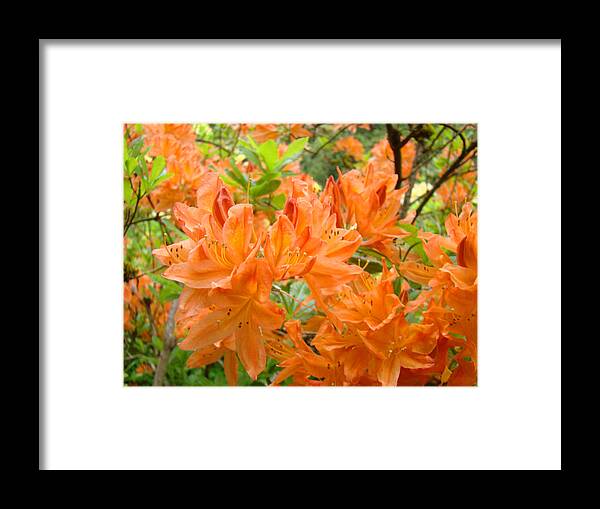 Rhodies Framed Print featuring the photograph Floral art prints Orange Rhodies Flowers by Patti Baslee