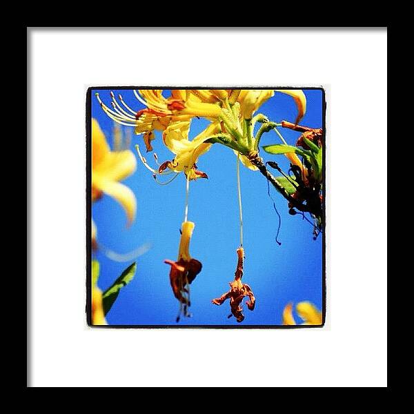 Summer Framed Print featuring the photograph Floral Carnival Swings #macro_gardener by Chris Barber