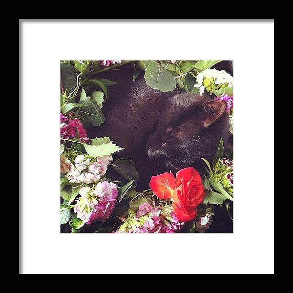 Cat Framed Print featuring the photograph Florence the Midsummer cat by Mikael Andersson