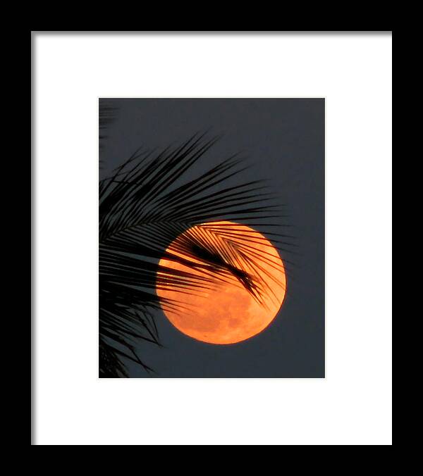 Nature Framed Print featuring the photograph Florida Moonrise by Peggy Urban