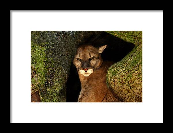 Fl Framed Print featuring the photograph Florida Panther by Joe Myeress