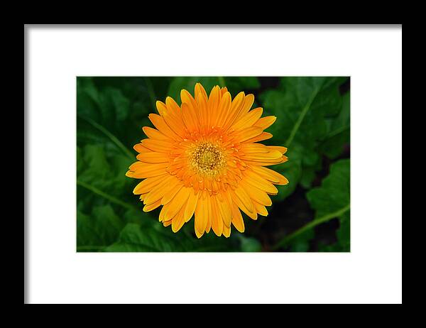 Flower Framed Print featuring the photograph Flower 10 by David Foster