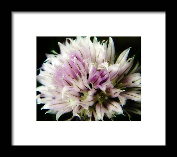 Purple White Framed Print featuring the photograph Flower Cluster on Black by Mark J Seefeldt
