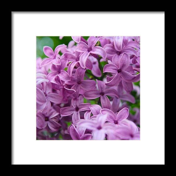 Lilac Framed Print featuring the photograph Lilac-a-licious by Justin Connor