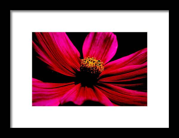 Flower Framed Print Framed Print featuring the photograph Flower in Red by Tam Graff