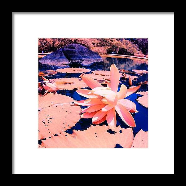 Love Framed Print featuring the photograph #flower #instahub #instagood #instamood by Tommy Tjahjono