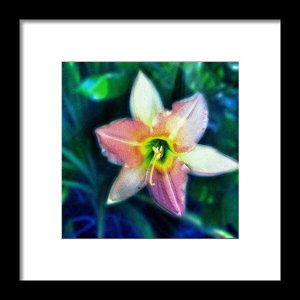 Ipodtouchonly Framed Print featuring the photograph #flower #lily #pinklily #instalily by Aaron Justice