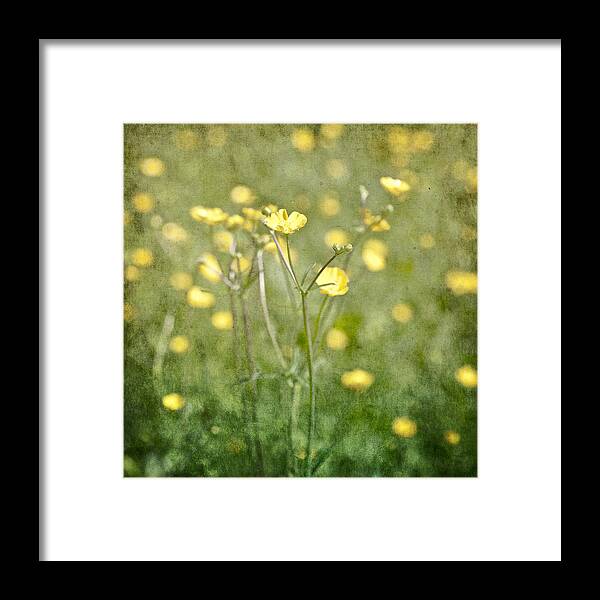 Flower Framed Print featuring the photograph Flower of a buttercup in a sea of yellow flowers by Joana Kruse